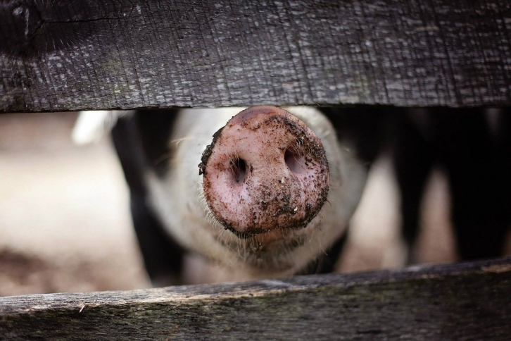  В Приморье увеличилось количество свиней