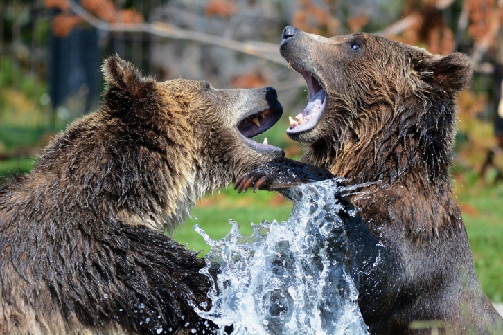 В Приморье разъярённый медведь напал на человека