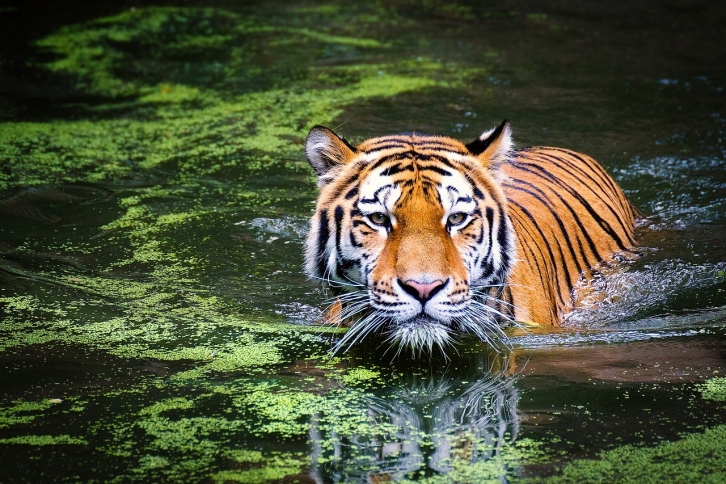 В реке нацпарка нашли мертвого амурского тигра
