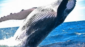 Светящуюся вышку для наблюдения за китами построят на Дальнем Востоке