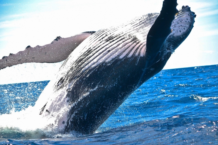 Светящуюся вышку для наблюдения за китами построят на Дальнем Востоке