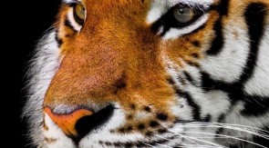 Тигра, нападавшего на собак, отловили и вернули в дикую природу