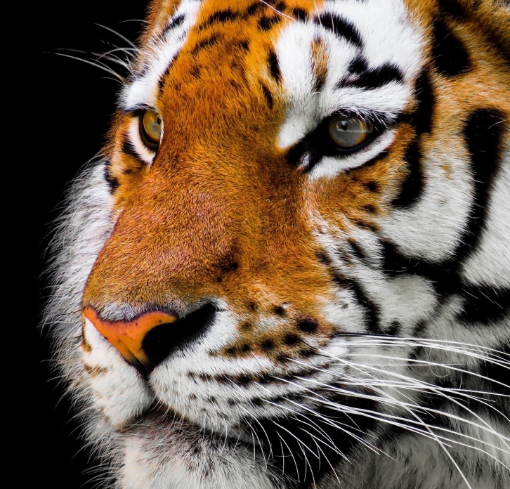 Тигра, нападавшего на собак, отловили и вернули в дикую природу