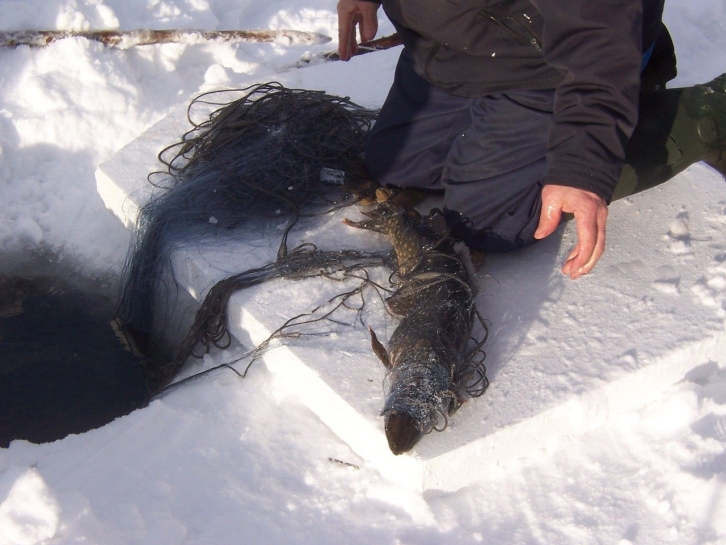 Вмерзшую в зимний городок рыбу отправят к сородичам