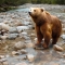 Блогер снял уникальное видео выхода из спячки медведя 