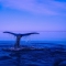 На Дальнем Востоке открыли новый вид китов