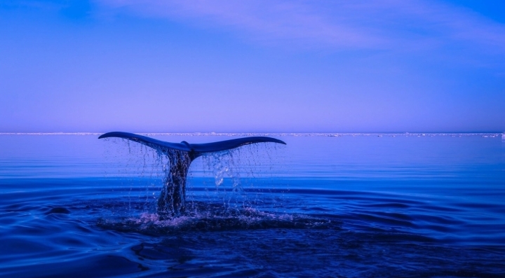На Дальнем Востоке открыли новый вид китов