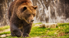На Сахалине медведи вломились к вахтовикам и съели все консервы