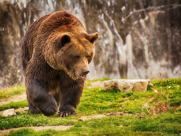 На Сахалине медведи вломились к вахтовикам и съели все консервы