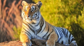 Тигр-исполин найден в Приморье