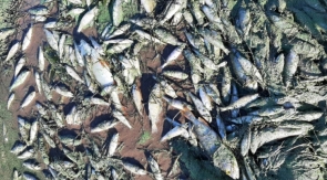На Сахалине проведут проверку по факту гибели рыбы