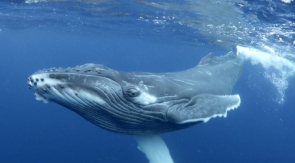 Перепись мормлеков: тысячи китов еще живут в водах Дальнего Востока