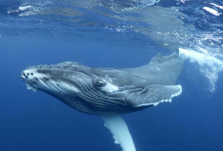 Перепись мормлеков: тысячи китов еще живут в водах Дальнего Востока