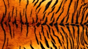 В Приморье у браконьера изъяли шкуру тигра и гранату