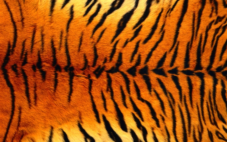В Приморье у браконьера изъяли шкуру тигра и гранату