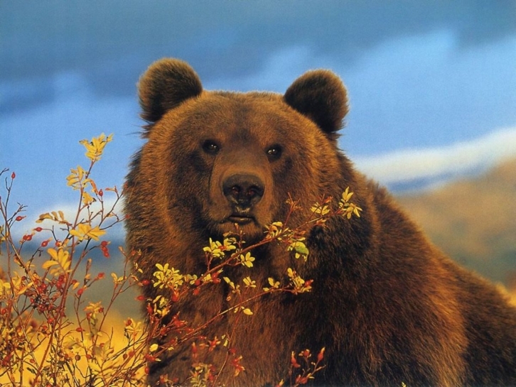 На Камчатке медведь гуляет в опасной близости от школы