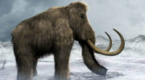 Из Якутии хотели вывезти в Нидерланды кости мамонта и носорога, которым 11 тысяч лет