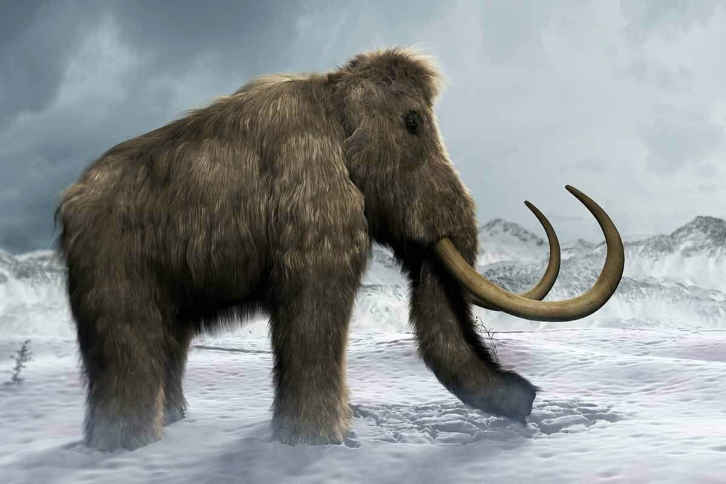 Из Якутии хотели вывезти в Нидерланды кости мамонта и носорога, которым 11 тысяч лет
