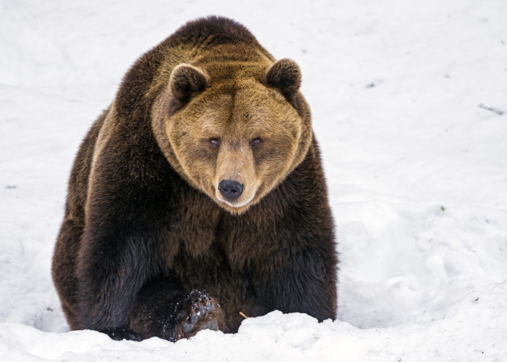 Камчатку беспокоят медведи-шатуны
