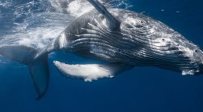 Новый вид кита нашли на Дальнем Востоке