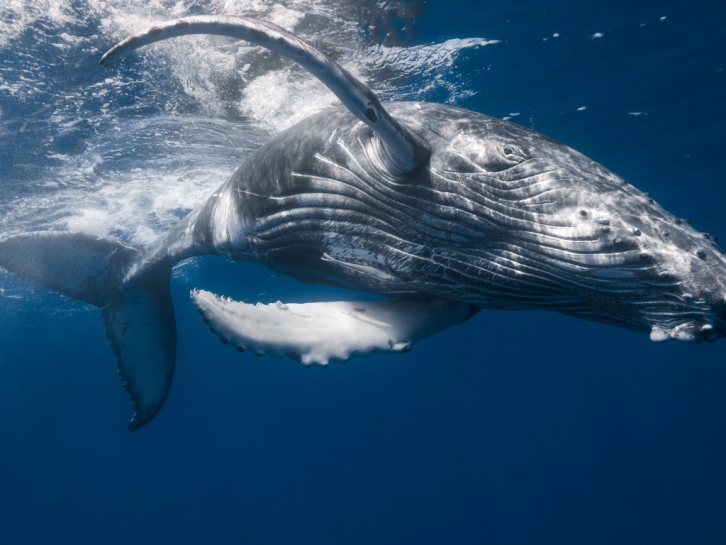 Новый вид кита нашли на Дальнем Востоке