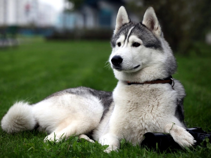 Героический пёс спас хозяина на реке в Якутии