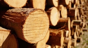 В Приморье осудят контрабандистов, которые вывезли лес на 28 миллионов