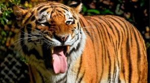 Тигр съел сахалинского охотника в Хабаровском крае