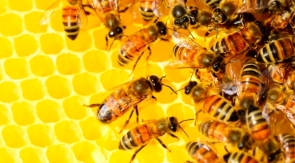 Пчеловодческий сезон стартовал в Приморье
