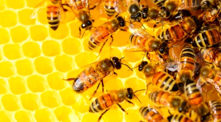 Пчеловодческий сезон стартовал в Приморье