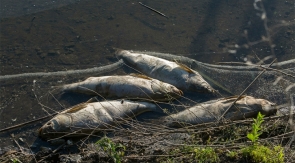 В Амуре зафиксирована массовая гибель рыбы 
