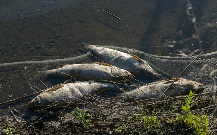 В Амуре зафиксирована массовая гибель рыбы 