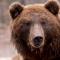 Медведь преследовал семью туристов 20 минут