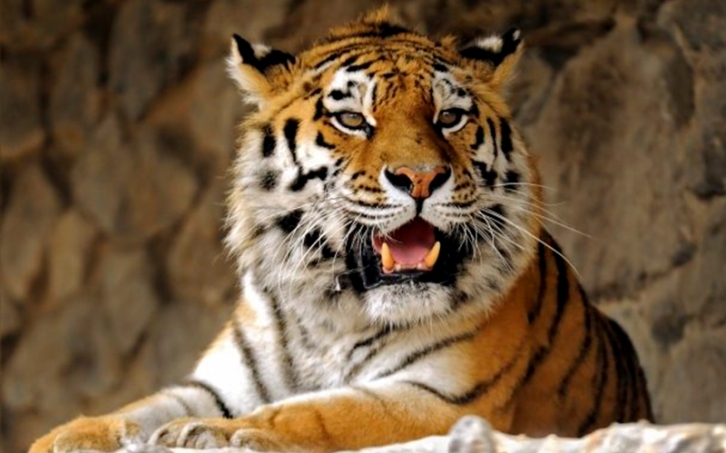 В Приморье тигра обвиняют в воровстве шланга
