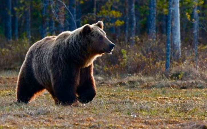 Крупный медведь напал на стадо быков на Сахалине