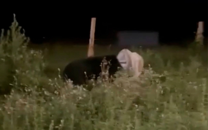 Полиция проводит проверку информации о вышедшем медведе в поселке Барабаш 
