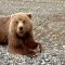 Сторожа, пропавшего в округе Дальнегорска, растерзал медведь 