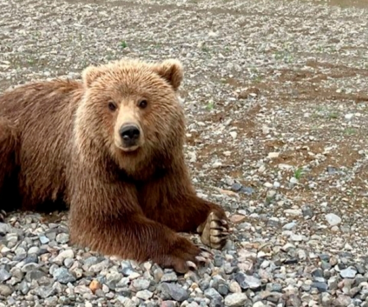 Сторожа, пропавшего в округе Дальнегорска, растерзал медведь 