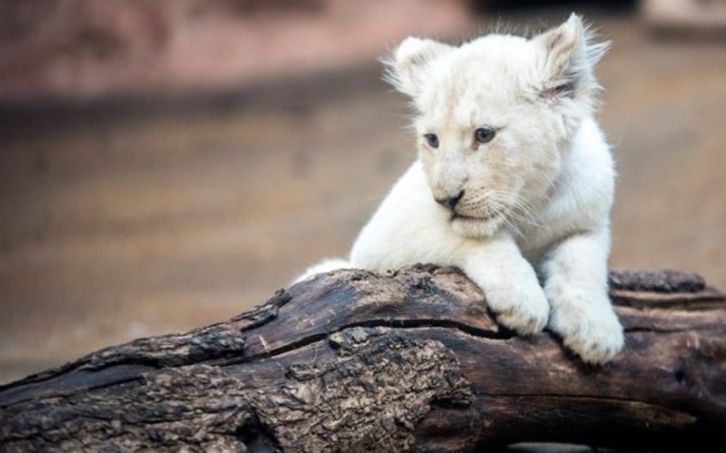  В парке «Белый лев» погибла белая львица 