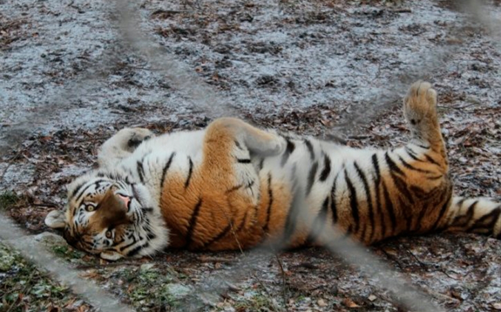  Амурский тигр бесплатно слетал из Владивостока в Москву 