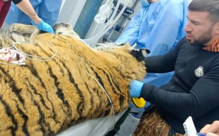 Появилось видео и фото пойманного в Приморье конфликтного тигра 