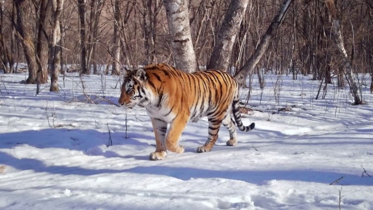 Сбитая на трассе Хабаровск — Владивосток тигрица умерла