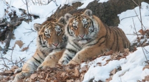 «Тигры вступают с людьми в неравный бой»