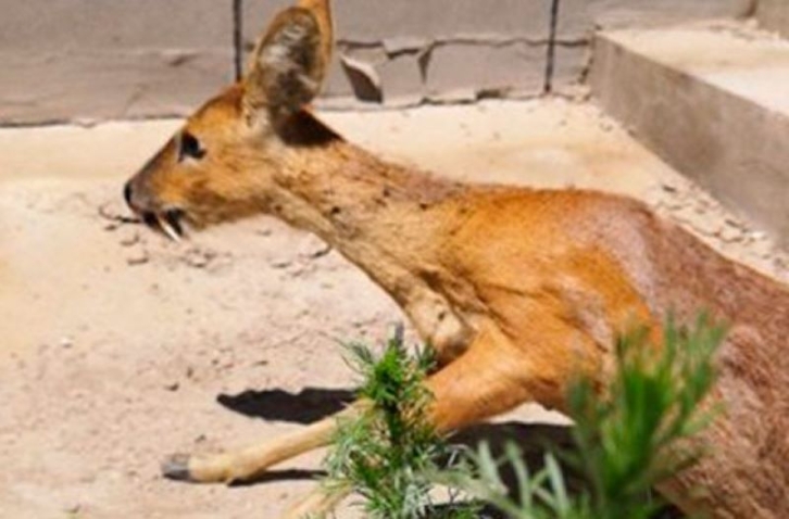 Охотники скрылись: в Приморье убили редких оленей