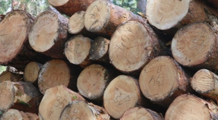 В ДФО поставили финансовый рекорд по заготовке леса