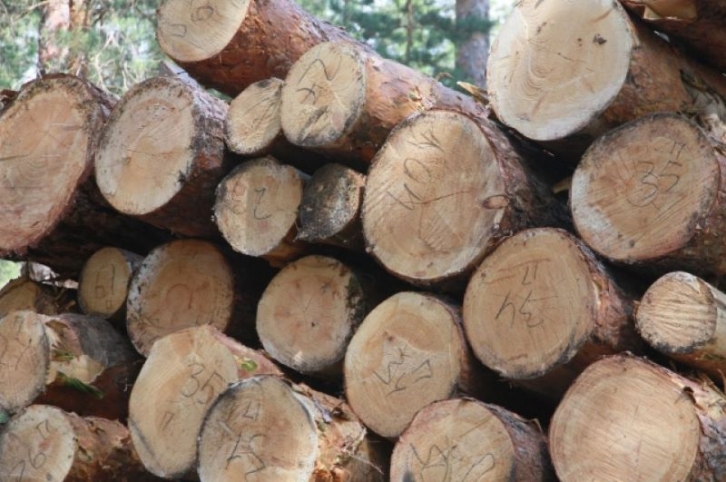 В ДФО поставили финансовый рекорд по заготовке леса