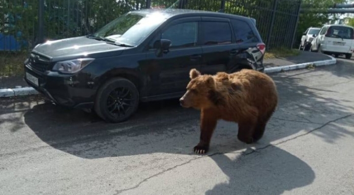 Медведь погулял в Петропавловске-Камчатском