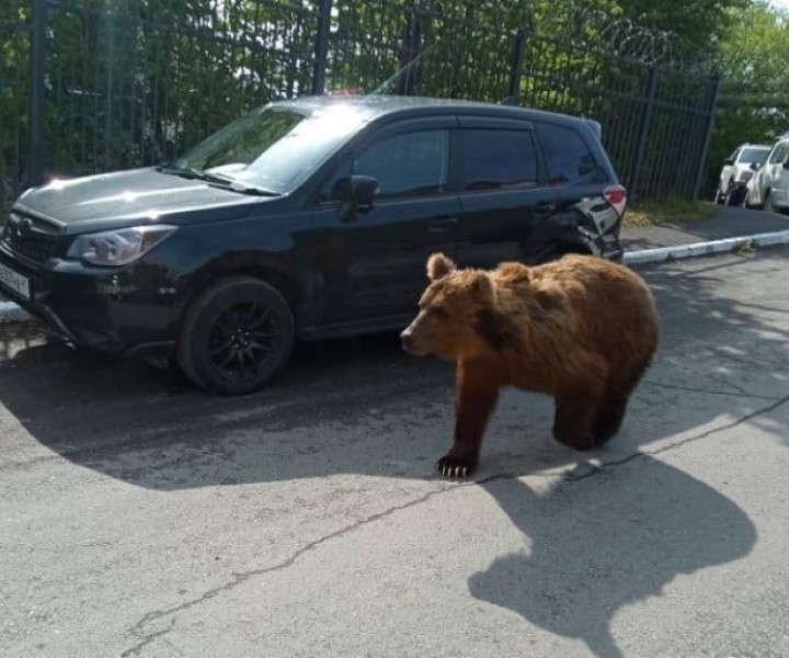Медведь погулял в Петропавловске-Камчатском