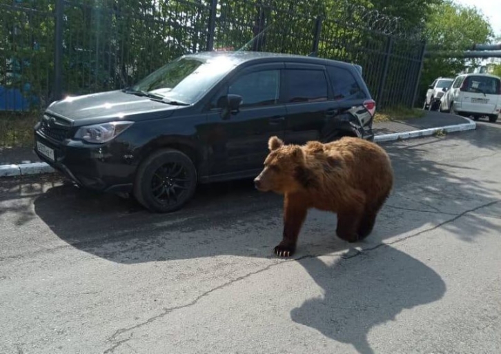 Медведь погулял в Петропавловске-Камчатском