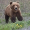 На Камчатке водитель сбил медведя 
